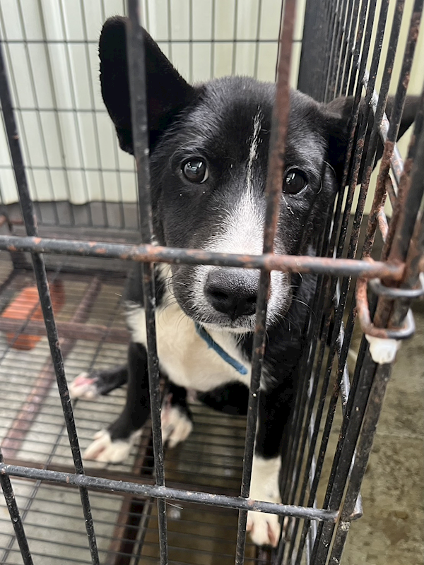 彰化縣流浪狗中途之家臨時收容所,編號:458921, 混種犬          