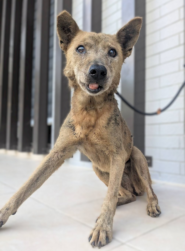 新竹縣動物保護教育園區,編號:464593, 混種犬          