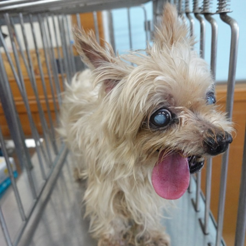 臺南市動物之家灣裡站,編號:463266, 約克夏