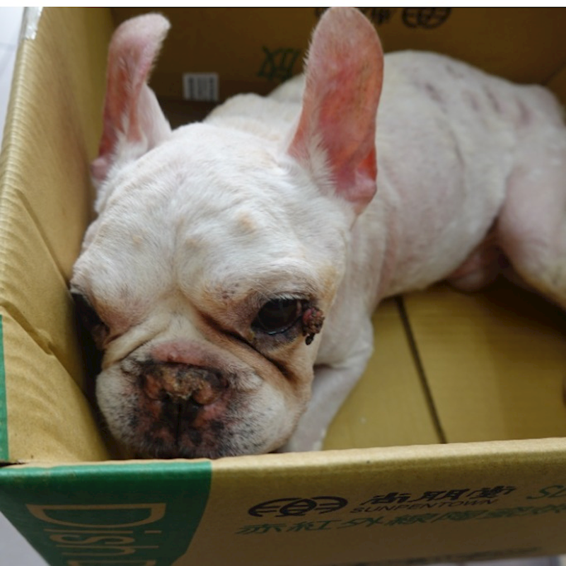 臺南市動物之家灣裡站,編號:462041, 法國鬥牛犬