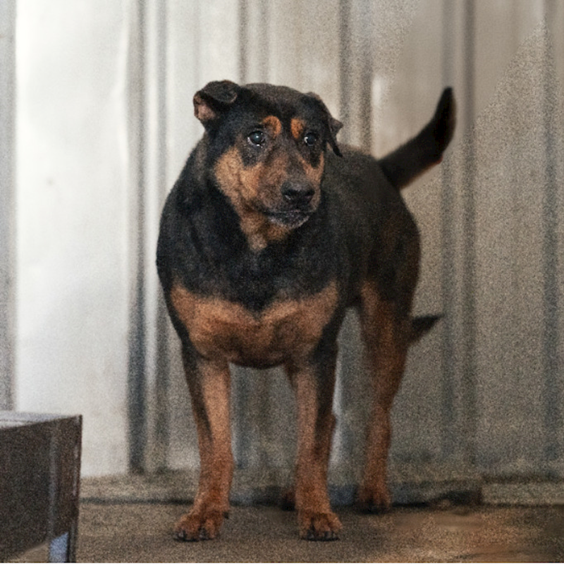 新北市板橋區公立動物之家,編號:352150, 混種犬          