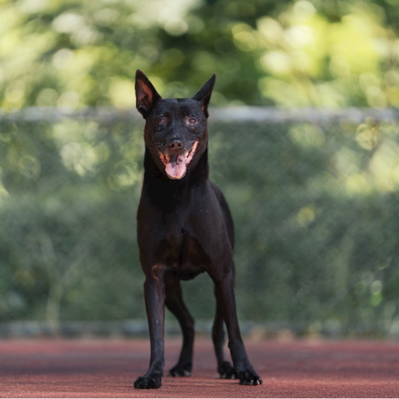 新北市板橋區公立動物之家,編號:35402, 混種犬          