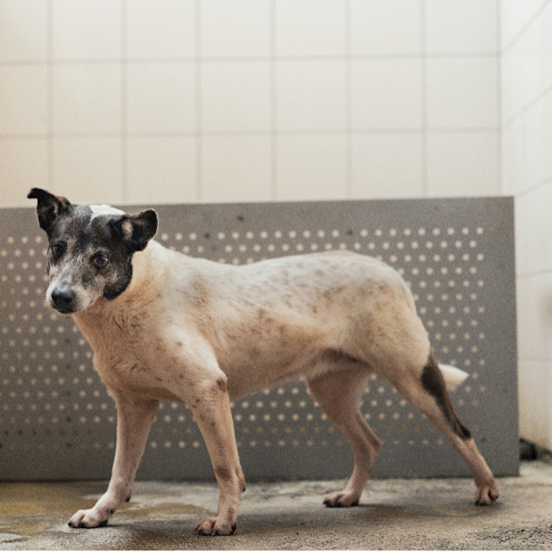新北市板橋區公立動物之家,編號:358221, 混種犬          