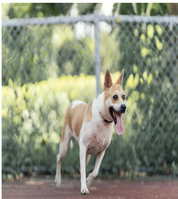 新北市板橋區公立動物之家,編號:452892, 混種犬          