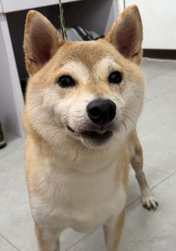 基隆市寵物銀行,編號:464721, 混種犬          