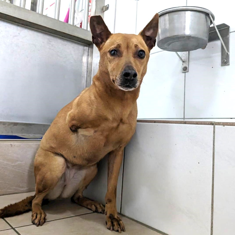 新竹縣動物保護教育園區,編號:298999, 混種犬          