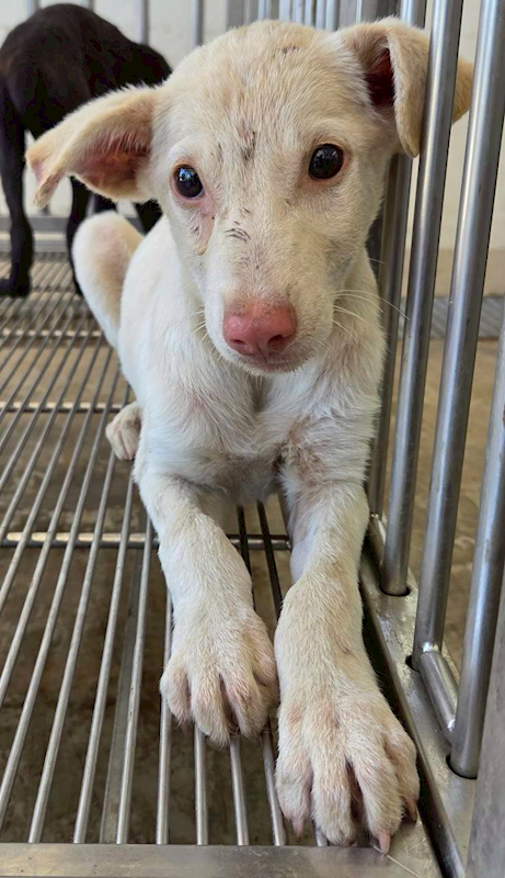 花蓮縣狗貓躍動園區,編號:459484, 混種犬          