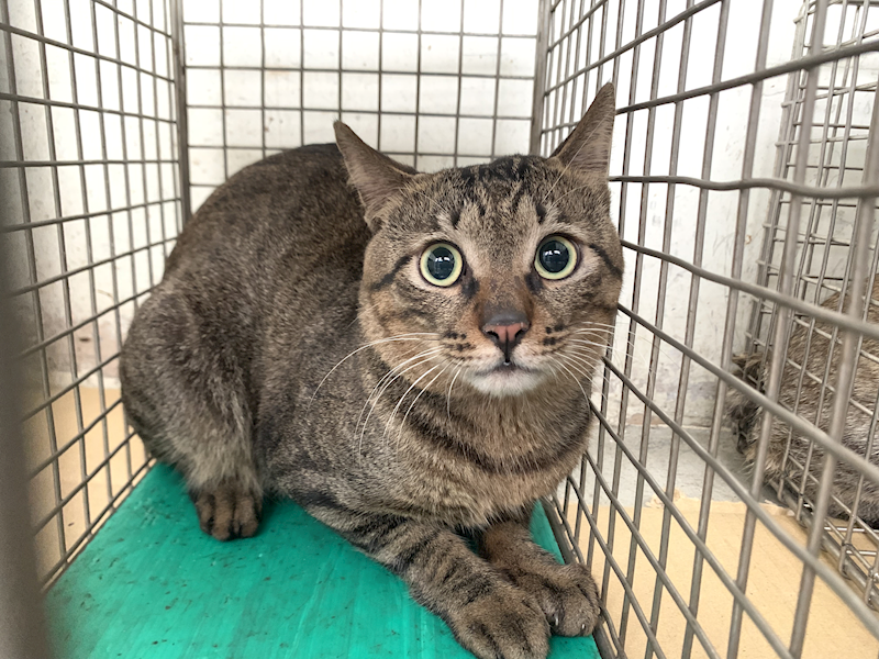 臺北市動物之家,編號:441936, 混種貓                 