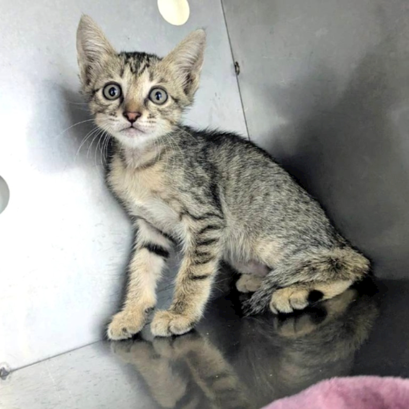 新竹縣動物保護教育園區,編號:464241, 混種貓                 