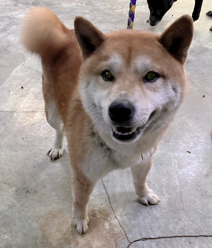 新北市新店區公立動物之家,編號:464714, 柴犬                  