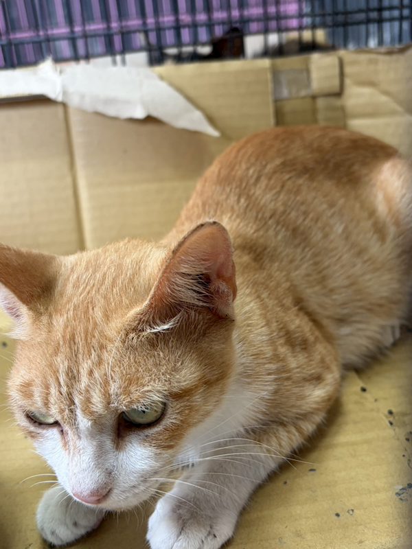 臺東縣動物收容中心,編號:464703, 混種貓                 