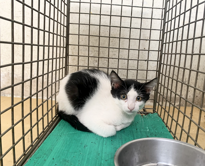 臺北市動物之家,編號:463758, 混種貓                 