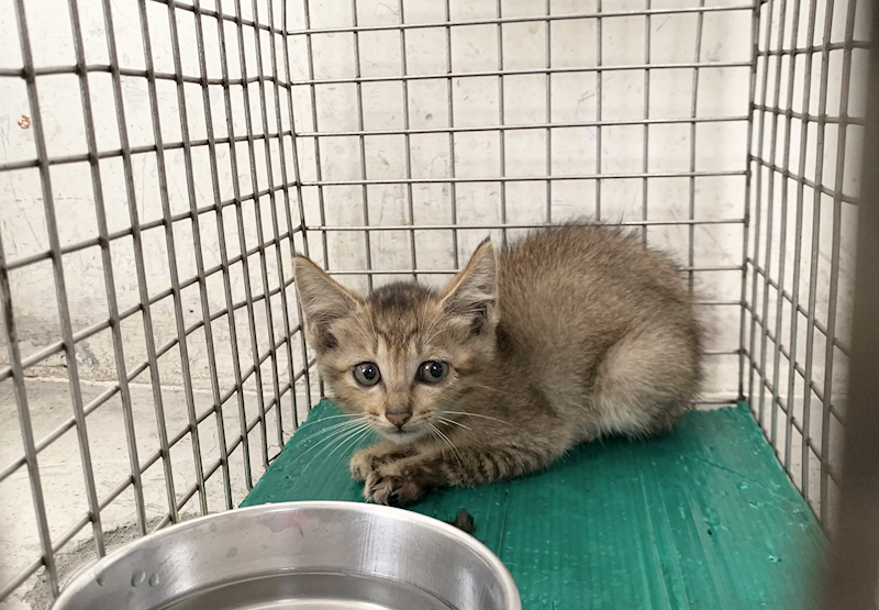 臺北市動物之家,編號:463621, 混種貓                 