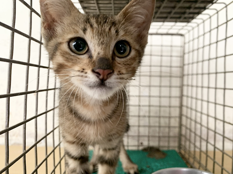臺北市動物之家,編號:464705, 混種貓                 
