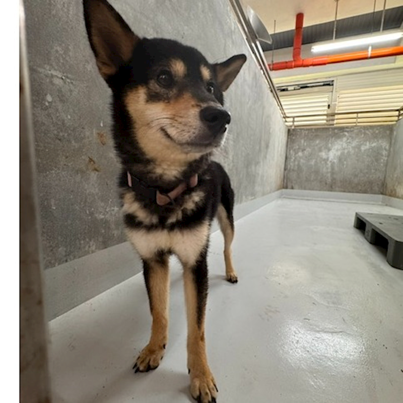 基隆市寵物銀行,編號:460375, 柴犬                  