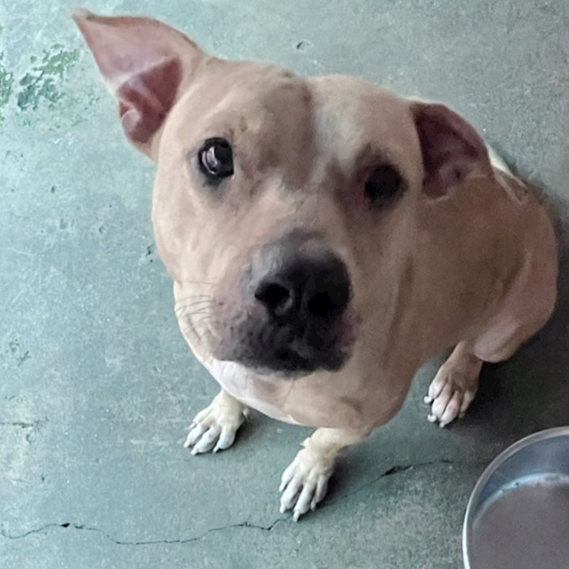屏東縣公立犬貓中途之家,編號:299200, 混種犬          