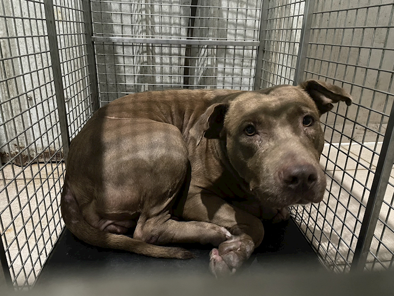 屏東縣公立犬貓中途之家,編號:318278, 混種犬          