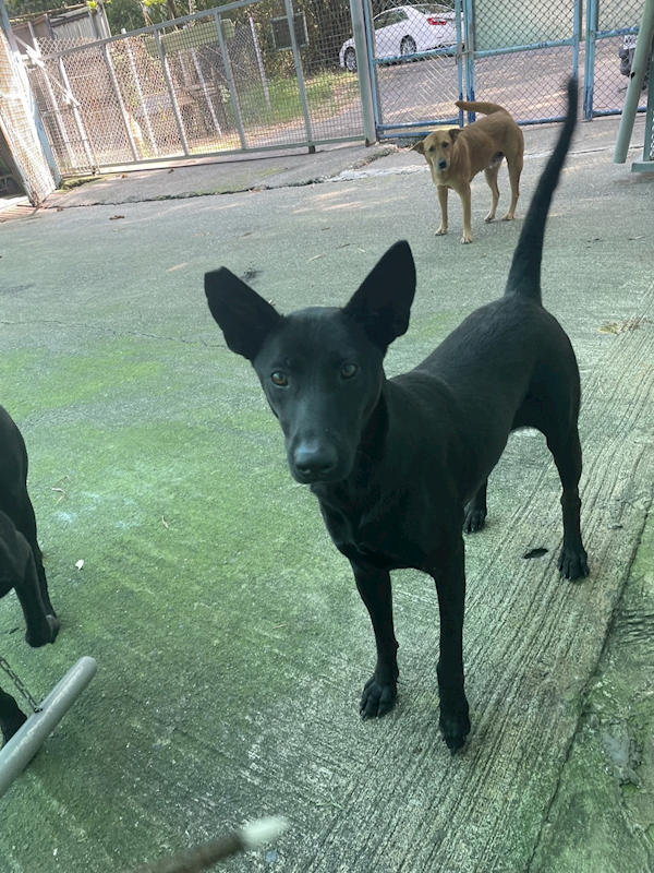 屏東縣公立犬貓中途之家,編號:366258, 混種犬          