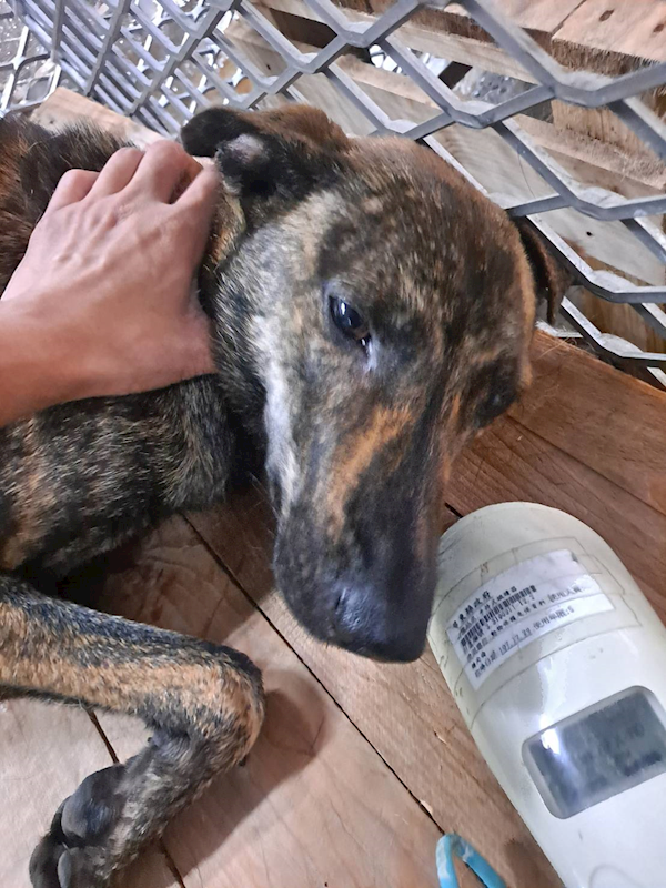 屏東縣公立犬貓中途之家,編號:361780, 混種犬          
