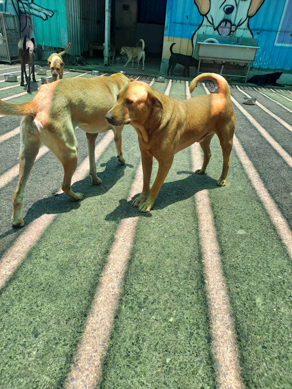 屏東縣公立犬貓中途之家,編號:366255, 混種犬          