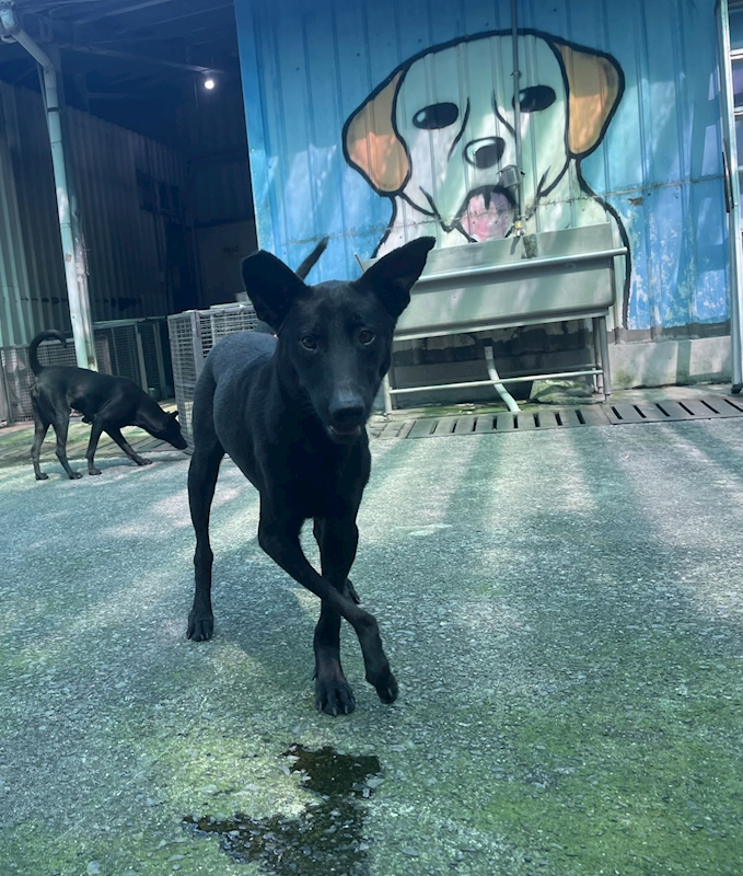 屏東縣公立犬貓中途之家,編號:366256, 混種犬          