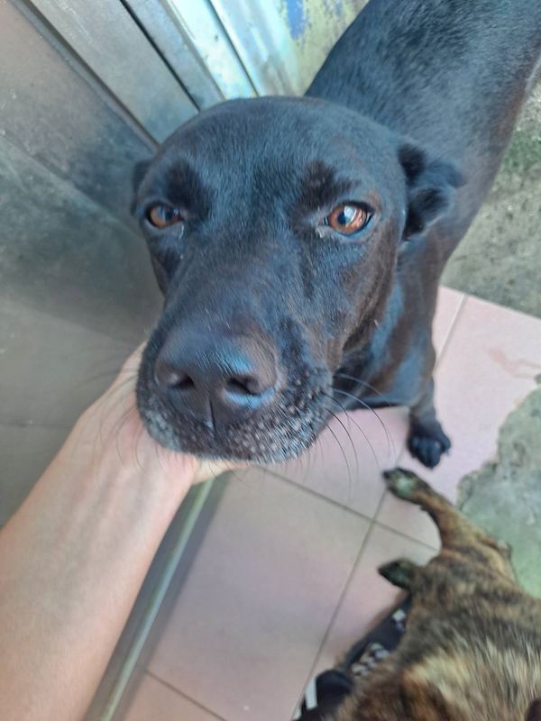 屏東縣公立犬貓中途之家,編號:366261, 混種犬          