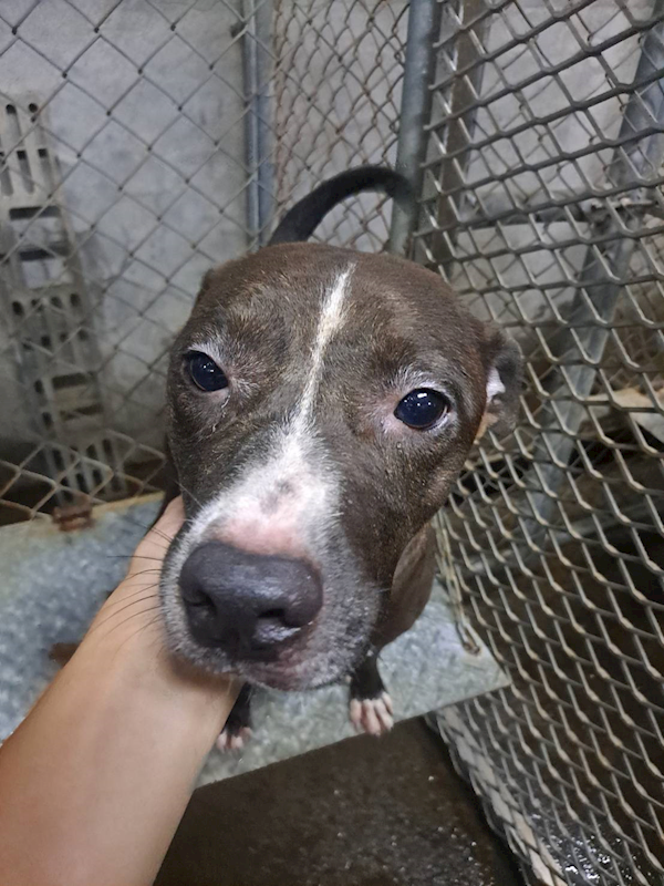 屏東縣公立犬貓中途之家,編號:366263, 比特犬
