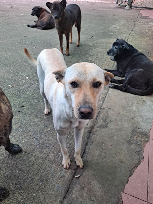 屏東縣公立犬貓中途之家,編號:391408, 混種犬          