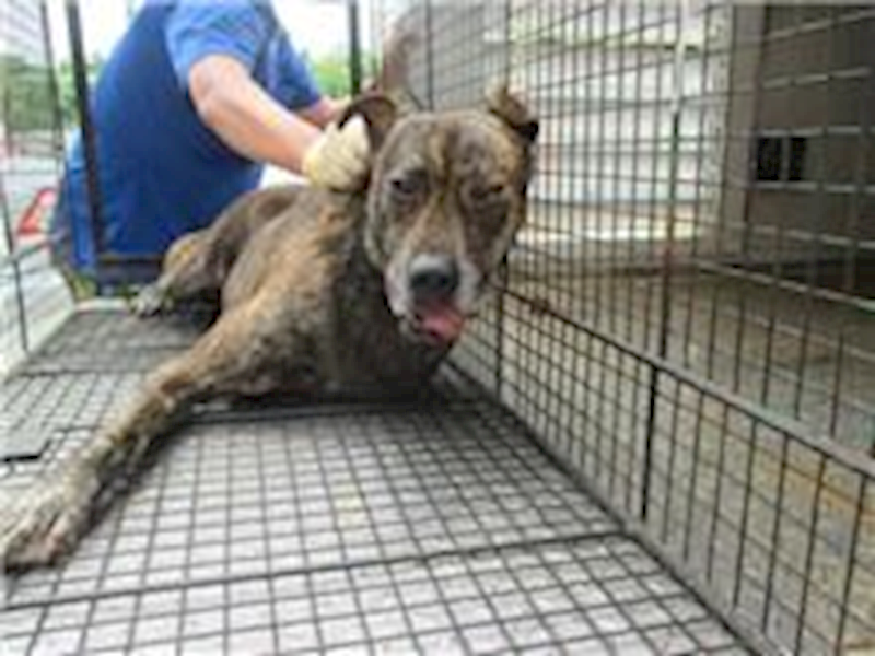 桃園市動物保護教育園區,編號:28960, 混種犬          
