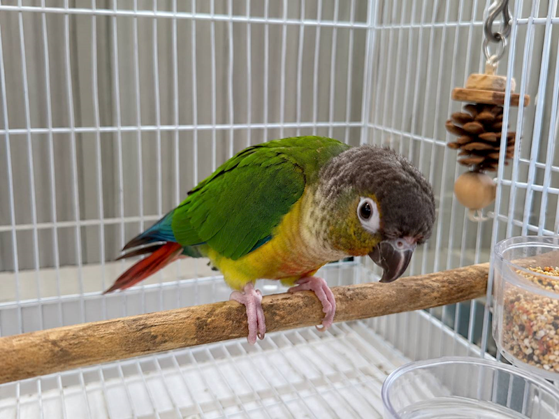 新竹市動物保護教育園區,編號:464747, 錐尾鸚鵡（小太陽）