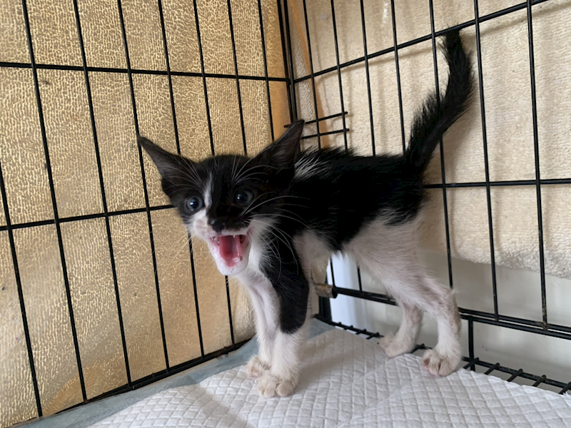 臺北市動物之家,編號:464347, 混種貓                 