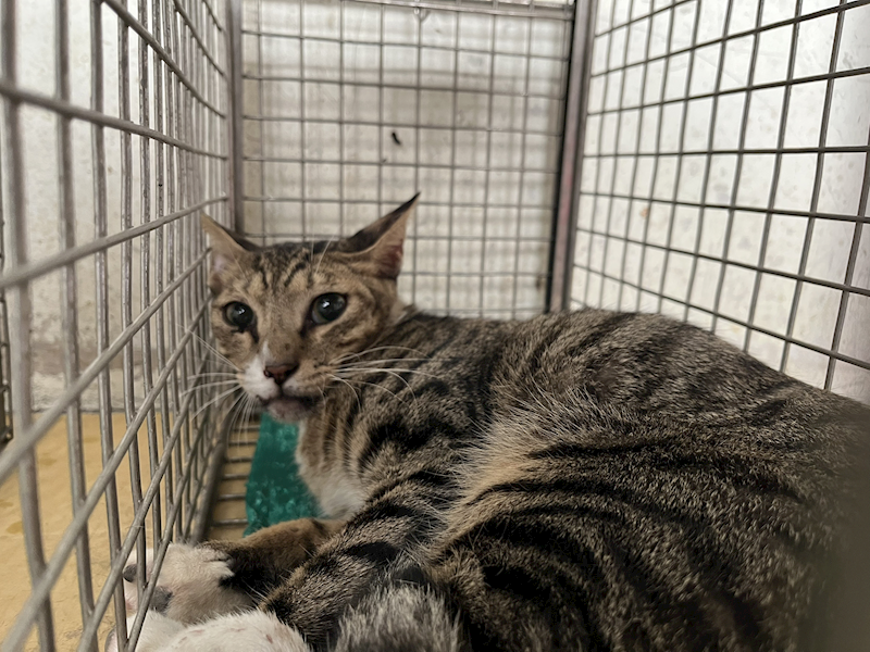 臺北市動物之家,編號:462262, 混種貓                 