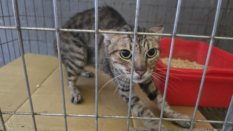 新竹市動物保護教育園區,編號:459696, 混種貓                 