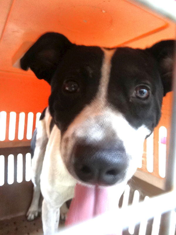 宜蘭縣流浪動物中途之家,編號:464834, 混種犬          