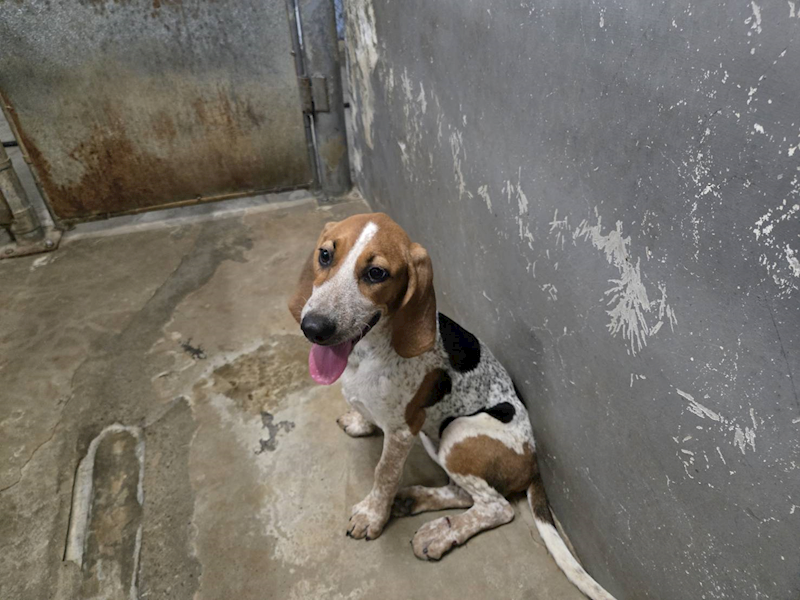 新竹市動物保護教育園區,編號:463871, 米格魯犬