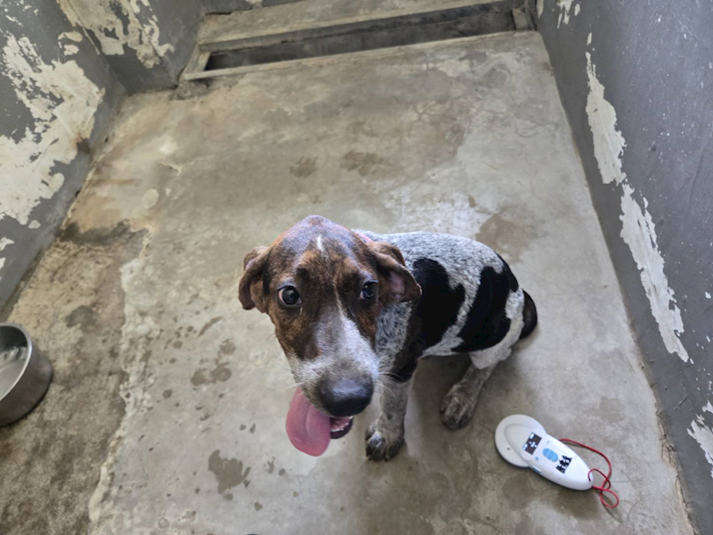 新竹市動物保護教育園區,編號:463880, 米格魯犬