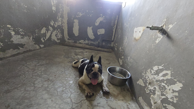 新竹市動物保護教育園區,編號:464811, 法國鬥牛犬