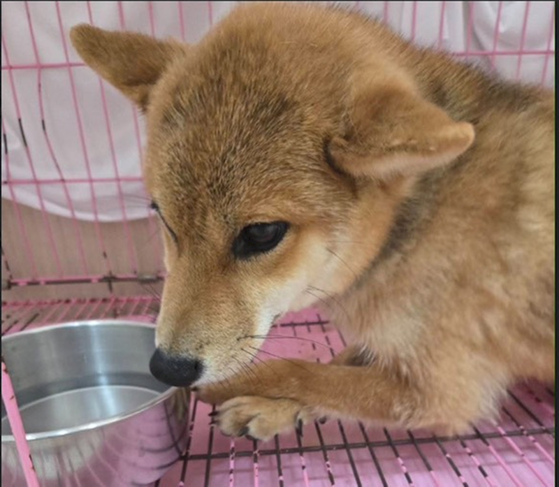 臺中市動物之家南屯園區,編號:463092, 柴犬                  