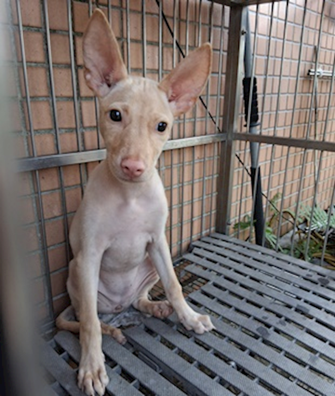 臺中市動物之家南屯園區,編號:459577, 混種犬          