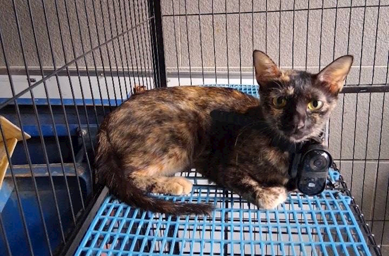 桃園市動物保護教育園區,編號:464814, 混種貓                 