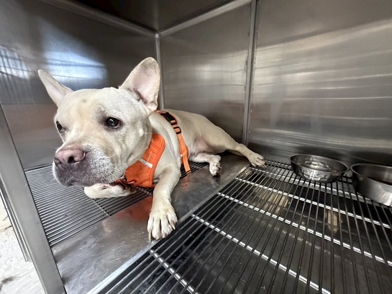 桃園市動物保護教育園區,編號:464807, 混種犬          