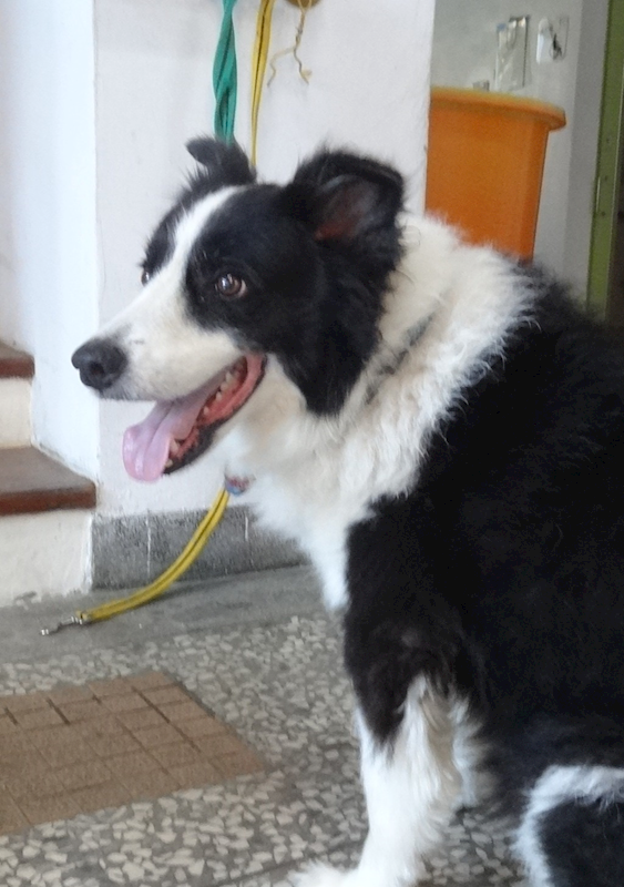 宜蘭縣流浪動物中途之家,編號:464804, 邊境梗