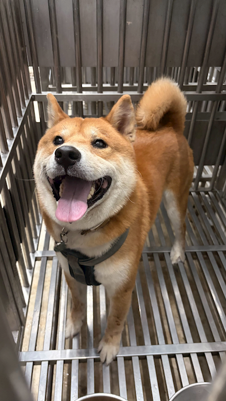 新北市中和區公立動物之家,編號:464689, 柴犬                  