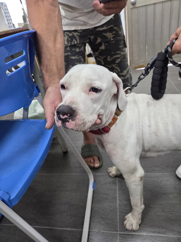 臺東縣動物收容中心,編號:464783, 混種犬          