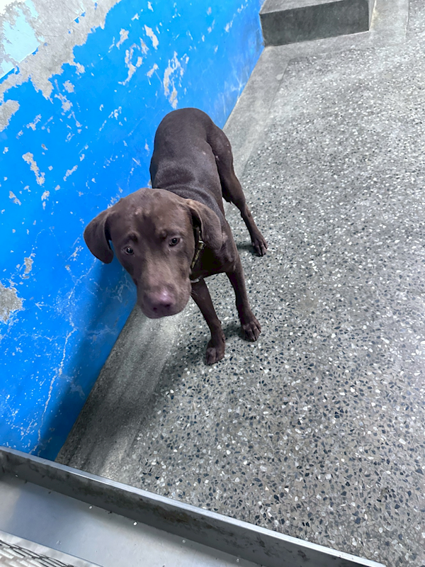 苗栗縣動物保護教育園區,編號:462282, 混種犬          
