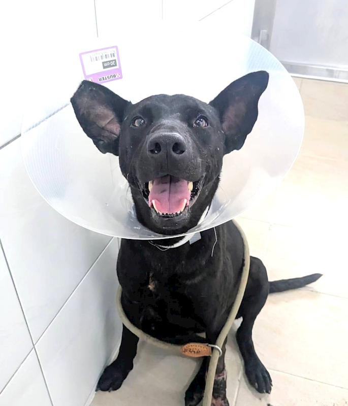 新竹縣動物保護教育園區,編號:462356, 混種犬          