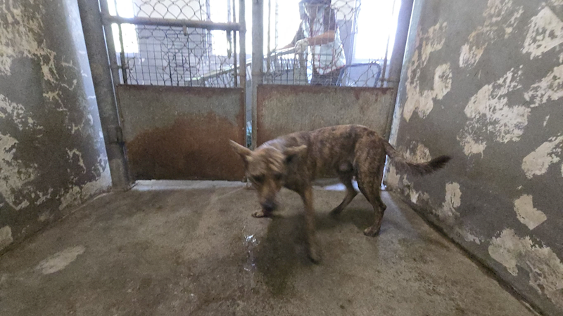 新竹市動物保護教育園區,編號:464768, 混種犬          