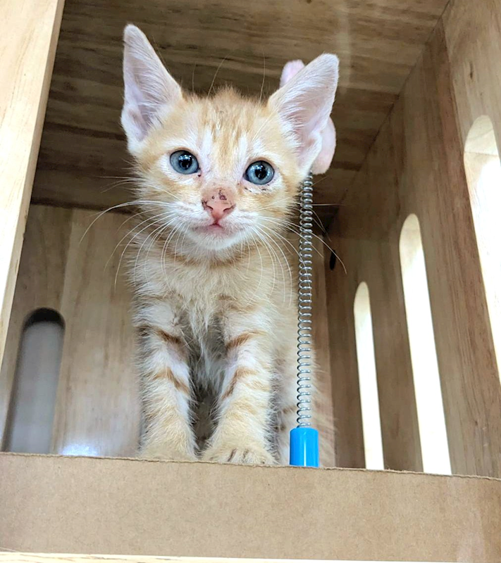 新竹縣動物保護教育園區,編號:464842, 混種貓                 