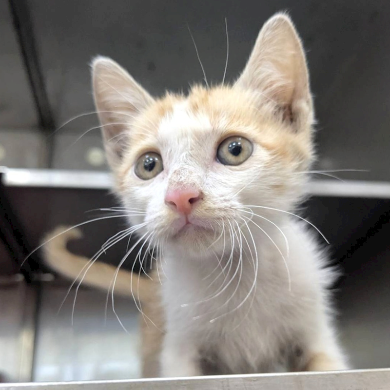 新竹縣動物保護教育園區,編號:464843, 混種貓                 
