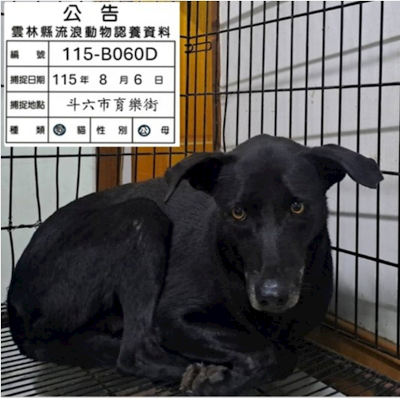 雲林縣流浪動物收容所,編號:463968, 混種犬          